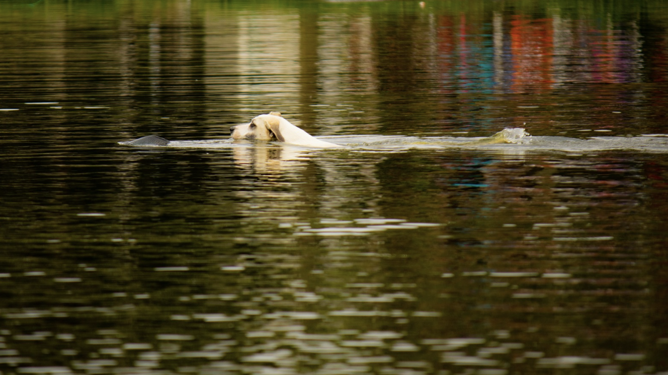 Sortir avec son chien quand il fait chaud : 7 conseils pour l'été
