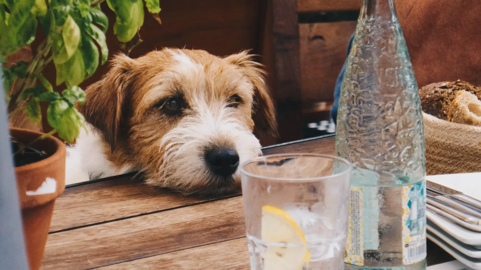 Mon chien en terrasse : tout ce qu'il faut savoir