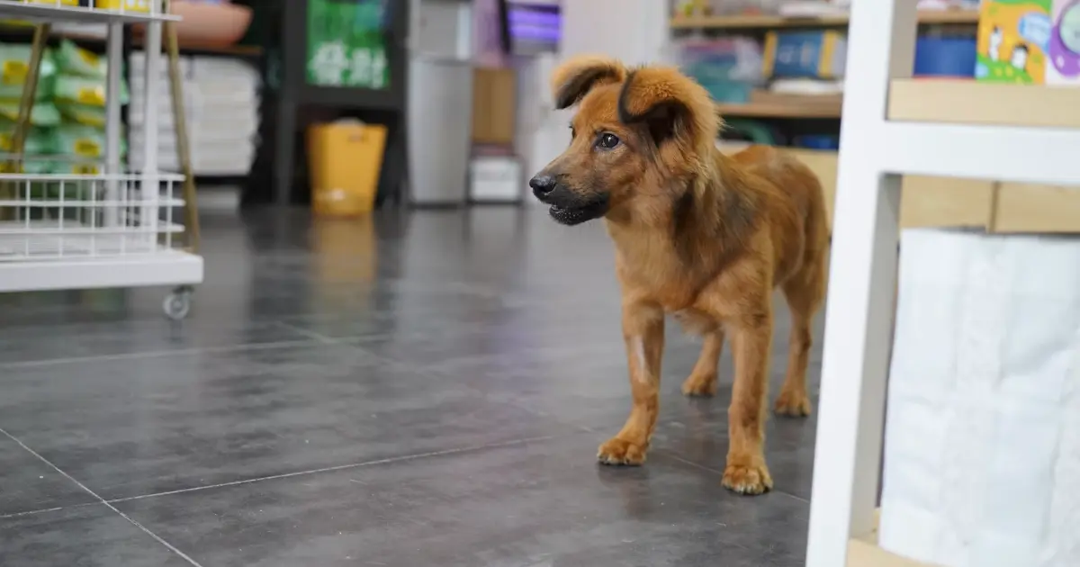 Comment trouver un commerce dog-friendly près de chez vous (sans se tromper)
